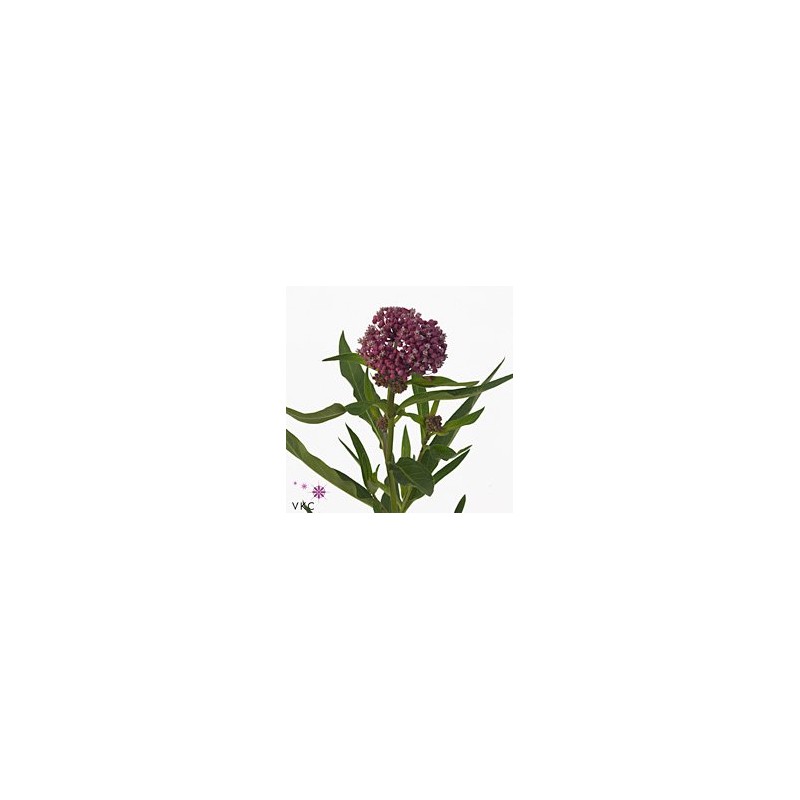 Asclepias Soulmate