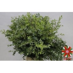Eucalipto Parvifolia