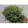 Eucalipto Parvifolia