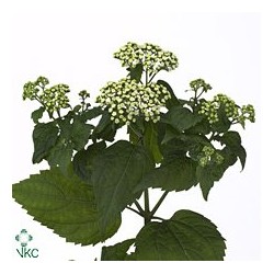Eupatorium