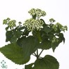 Eupatorium