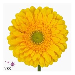 Gerbera Diamond Submarine