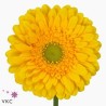 Gerbera Diamond Submarine