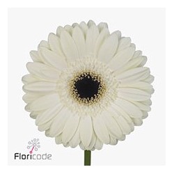 Gerbera Diamond White House