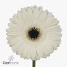 Gerbera Diamond White House