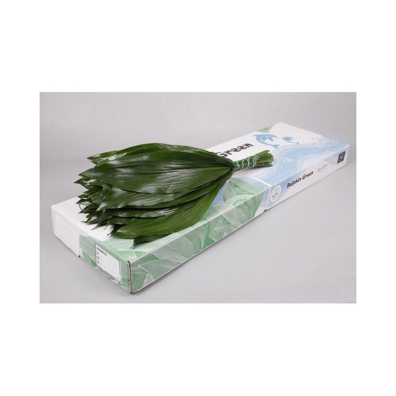Aspidistra