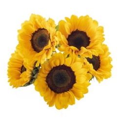 Girasol