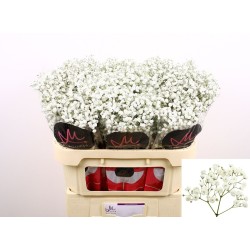 Gypsophila Paniculata Xlence