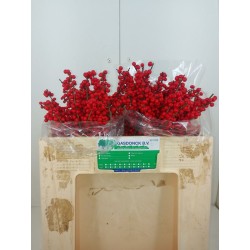 Ilex Verticillata
