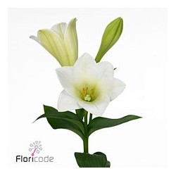 Lilium Longi Watch Up blanco