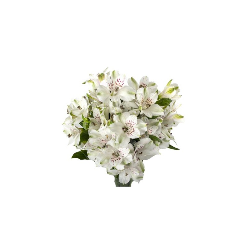 Alstroemeria 