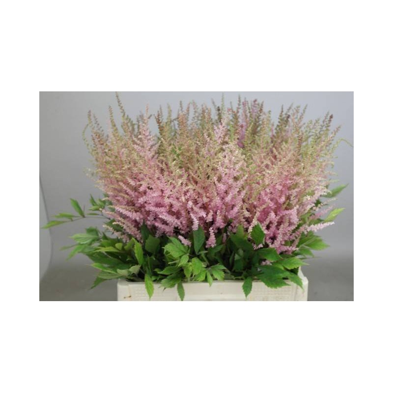 Astilbe Erika rosa