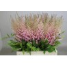 Astilbe Erika rosa