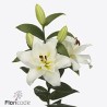 Lilium Oriental Blizzard Blanco 