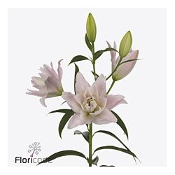 Lilium Oriental Doble Amistad