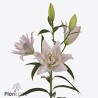 Lilium Oriental Doble Amistad
