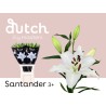 Lilium Oriental Santander blanco