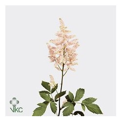 Astilbe Europa rosa