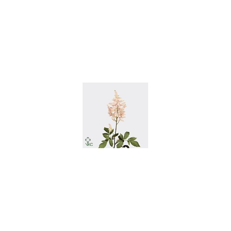 Astilbe Europa rosa