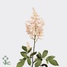 Astilbe Europa rosa