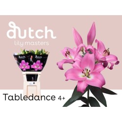 Lilium Oriental Tabledance rosa
