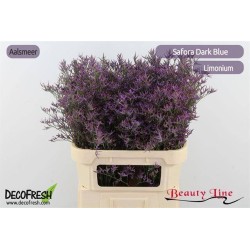 Limonium