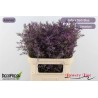 Limonium