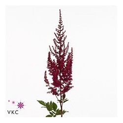 Astilbe Paul Gaarder Rojo