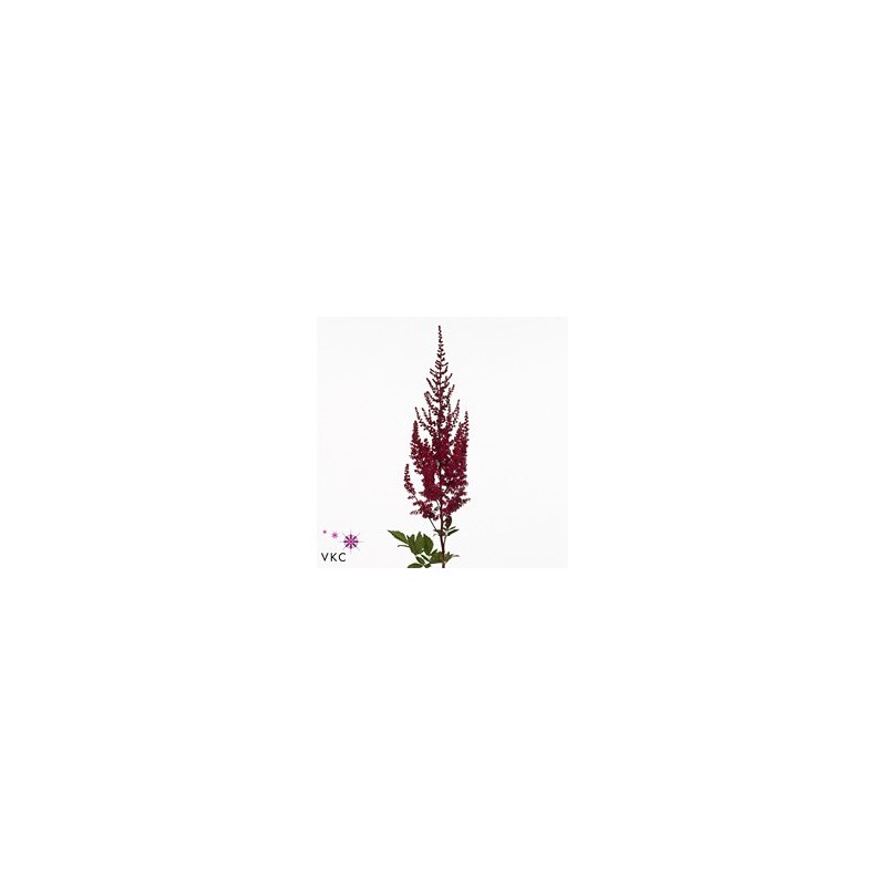 Astilbe Paul Gaarder Rojo