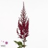 Astilbe Paul Gaarder Rojo