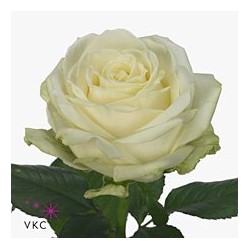 Rosa Avalanche 
