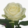 Rosa Avalanche 