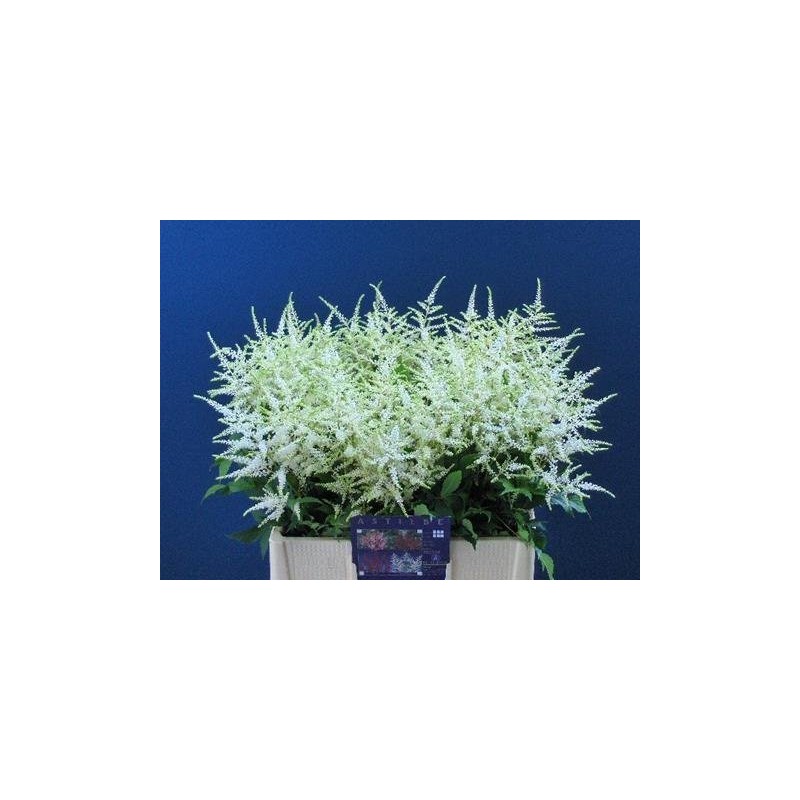 Astilbe Washington blanco