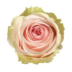 Rosa Frutteto