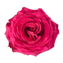 Rosa Full Monty