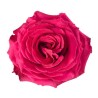 Rosa Full Monty