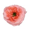 Rosa Garden Mandarine Xpression
