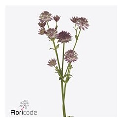 Astrantia Major Rosea