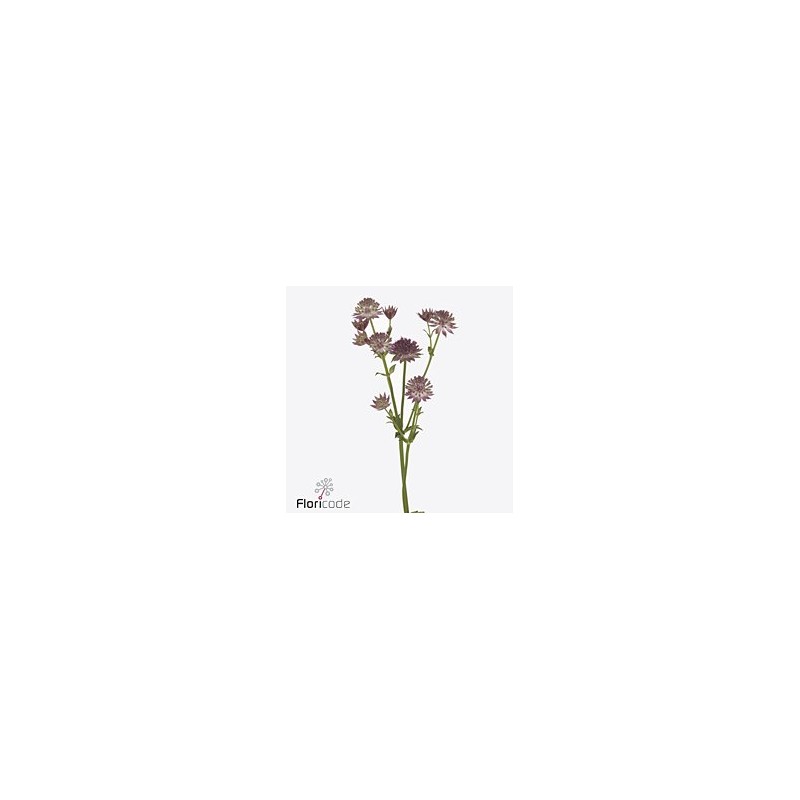 Astrantia Major Rosea