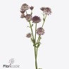 Astrantia Major Rosea