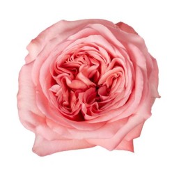Rosa Garden Pink Xpression