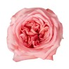 Rosa Garden Pink Xpression