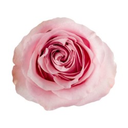 Rosa Garden Sweet 4 Love