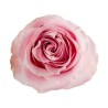 Rosa Garden Sweet 4 Love