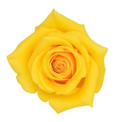 Rosa Momentum