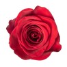 Rosa Quick Sand