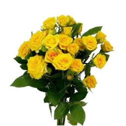 Rosa Ramificada