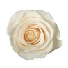 Rosa Soul