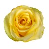 Rosa Tara