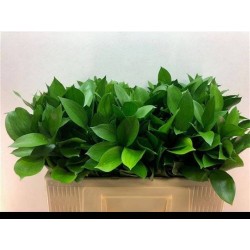 Ruscus